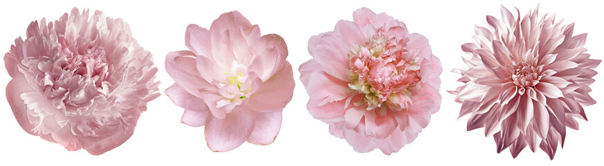 Set pink  peonies  flowers   on white isolated background with clipping path. Closeup..  Transparent background.    Nature. 