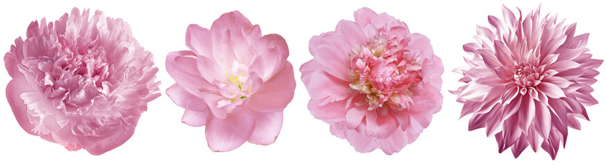 Set pink  peonies  flowers   on  isolated background with clipping path. Closeup..  Transparent...