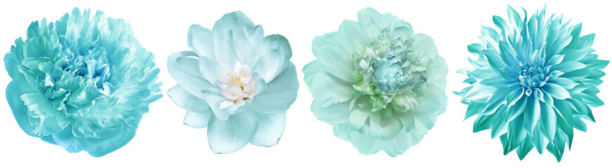 Set   peonies  flowers   on white isolated background with clipping path. Closeup.. Transparent background.  Nature. .