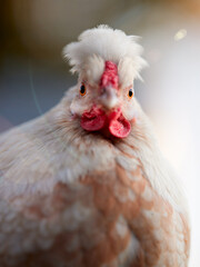 Close up portrait of young white chick of Poland chicken