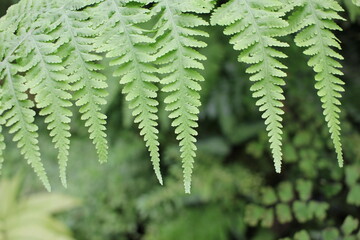 fern leaves