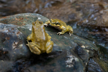 Two green frogs standing on rock between water. One frog staring to the other from below.