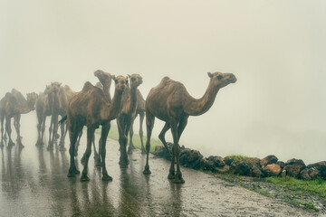 Heard of camels walking on road next to grass in foggy environment.