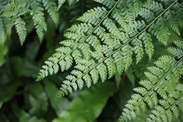 green fern background