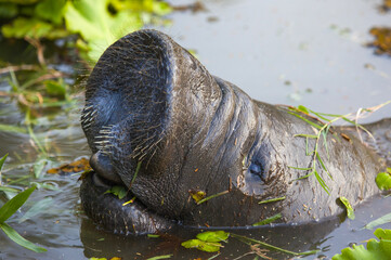 Manatee (Latin Trichechus manatus) in the water with expressive nostrils against a background of green algae. Wildlife fauna marine animals.