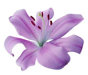 Purple  lily  flower  on  isolated background with clipping path.  Closeup. For design.  ...