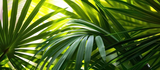 A close-up view of a vibrant green palm plant showcasing its numerous leaves in all their lush glory. The leaves are fresh and healthy, adding a touch of natures beauty to any space.