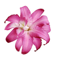 Pink flower  on  isolated background with clipping path.  Closeup. For design. View from above.  Nature. - 748176264