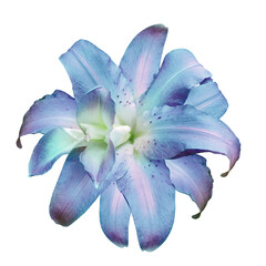 Lily   flower  on     isolated background with clipping path.  Closeup. For design. Transparent...