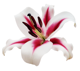 Lily  flower  on  isolated background with clipping path.  Closeup. For design. Transparent background.    Nature.