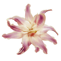 Lily  flower  on white isolated background with clipping path.  Closeup. For design.   Transparent background.    Nature.