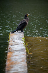 Cormorant drying own feathers on the concrete in the river, Djetinja, Uzice, Serbia