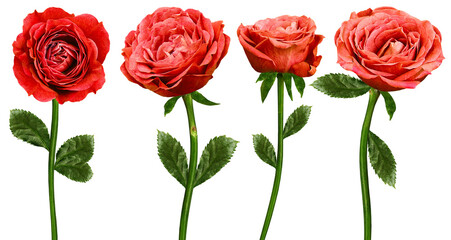 Set of  red roses  flowers on a white isolated background with clipping path. Flowers on a stem....