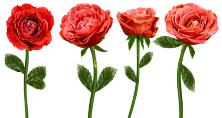 Set of  red roses  flowers on  isolated background with clipping path. Flowers on a stem. Close-up. For design. Transparent background.  Nature.