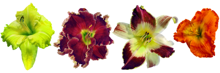 Set of lily flowers on   isolated background .  Watercolor flowers close-up. For design. Transparent background.  Nature.