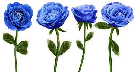 Set of   blue  roses  flowers on a white isolated background with clipping path. Flowers on a stem. Close-up. For design. Transparent background.   Nature.