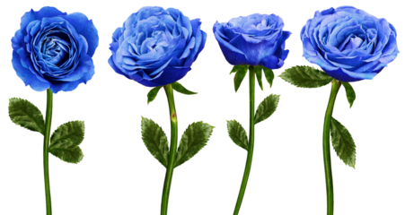 Set of   blue  roses  flowers on  isolated background with clipping path. Flowers on a stem. Close-up. For design. Transparent background.  Nature.