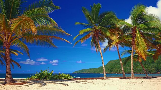 Indian tropical beach with bright palm trees on yellow sand. Blue ocean against a blue sky with clouds on a sunny summer day. Panorama of a beautiful landscape. Travel to a tropical paradise.