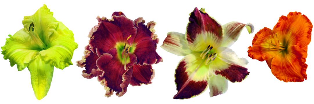 Set of lily flowers on   isolated background .  Watercolor flowers close-up. For design. Transparent background.  Nature.