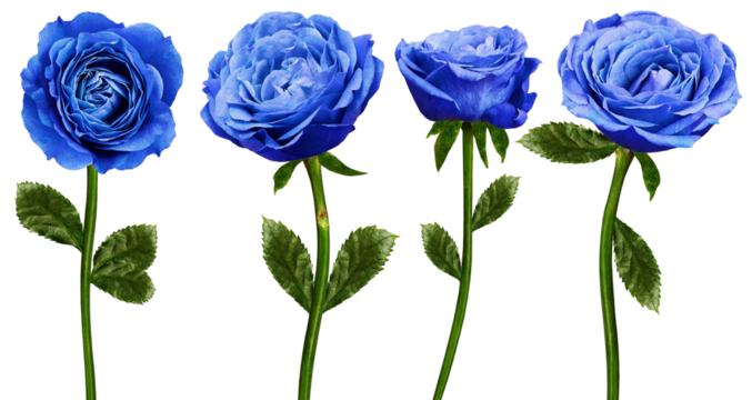 Set of   blue  roses  flowers on  isolated background with clipping path. Flowers on a stem. Close-up. For design. Transparent background.  Nature.