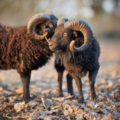 Two male ouessant sheep head to head outside on meadow