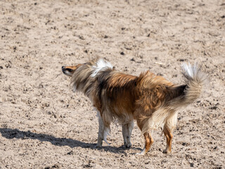 Langhaarcollie