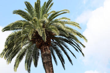 Fototapeta na wymiar Green palmtree with a blue sky in the background.