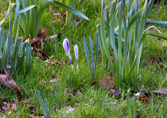 Purple crocus growing in the garden. Early spring landscape.