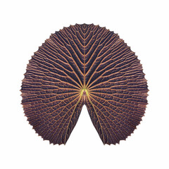 A Victoria lotus leaf showcasing genuine textures, featuring a large size and a dark brown center.