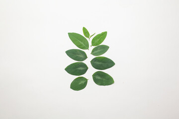 Fototapeta na wymiar Photo of katuk leaves, which are known to increase the flow of breast milk.