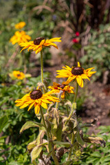 Helios Flame Sunflowers (Helianthus annuus). Bright yellow wild flowers with red, burgundy centre leaves. 