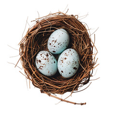 Naklejka na ściany i meble Eggs In Bird Nest on white background, 