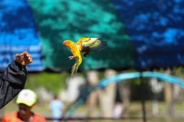 sun conure free flying parrot