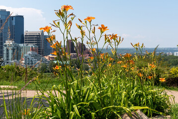 Daylily, bunch of Daylillies - Orange (Hemerocallis) wild flowers seen in the city of Calgary,...