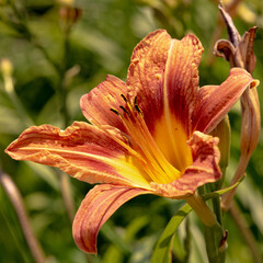 Daylily, bunch of Daylillies - Orange (Hemerocallis) wild flowers seen in the city of Calgary, Canadian Rockies in the summer time with bright blue sky background. 