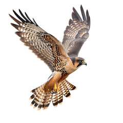 Falcon Flying isolated on white background, 