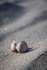 Conch shell on the sand: A beautiful image of a conch shell resting gracefully on the sandy beach,...