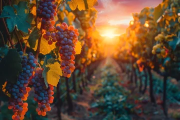 Zelfklevend Fotobehang Cluster of red grapes basks in the sunlight and the warm glow of the vineyard behind. © P Stock