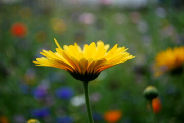 Closeup shot with the side view of a yellow daisy. 