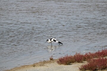 Avocette