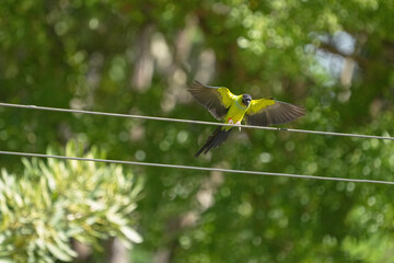 parakeets nanday  free flying parrot