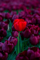 Red tulip standing up amongst purple tulips