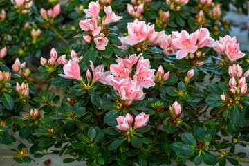 Azalea - Acelya is the name given to some plant species of the rhododendron (Rhododendron) genus of the Ericaceae family.