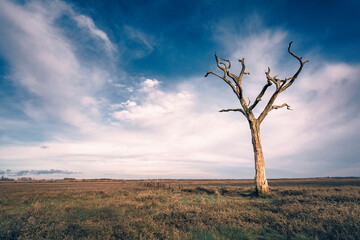 Solitary dead tree in flat landscape with dramatic sky