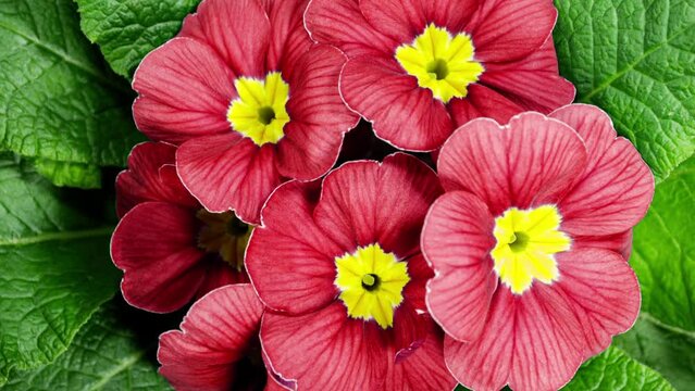 Timelapse of Spring Flower Blossom. Primula Vulgaris. Blooming Primrose Flower on a Black Background. Yellow and Red Primula Blossoming and Wilting