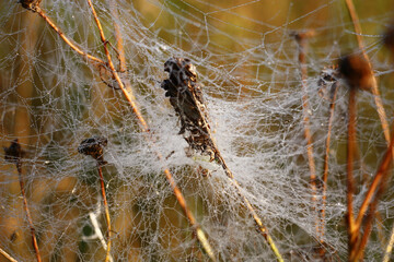 Solar summer morning. Dry inflorescences of wild-growing plants are decorated with a web in dew drops.