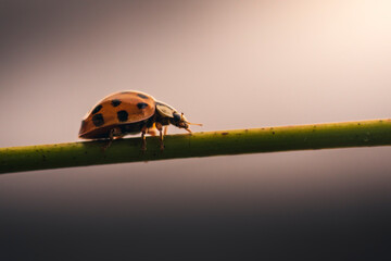 Macro shot of a ladybug