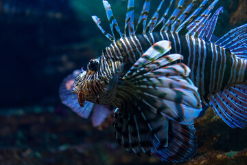 Naklejka na ściany i meble Portrait of a lionfish, or devil firefish, swimming on a blue water.