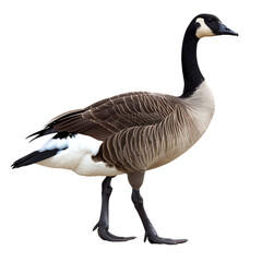 Goose Sideview transparent PNG 