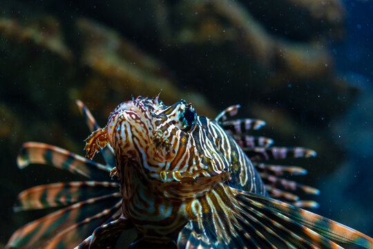 Devil firefish close up photo in aquarium.